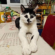 Oreo a rejoint le concours — aidez-le/la à gagner de superbes lots ! cat, black_and_white_cat, table, indoor, window, bottle, plant, chair, furniture, relaxed, pet, animal, domestic, household, front_legs, stretching, kitchen, dining_area, domestic_animal, resting