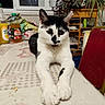 cat, black_and_white_cat, table, indoor, window, bottle, plant, chair, furniture, relaxed, pet, animal, domestic, household, front_legs, stretching, kitchen, dining_area, domestic_animal, resting