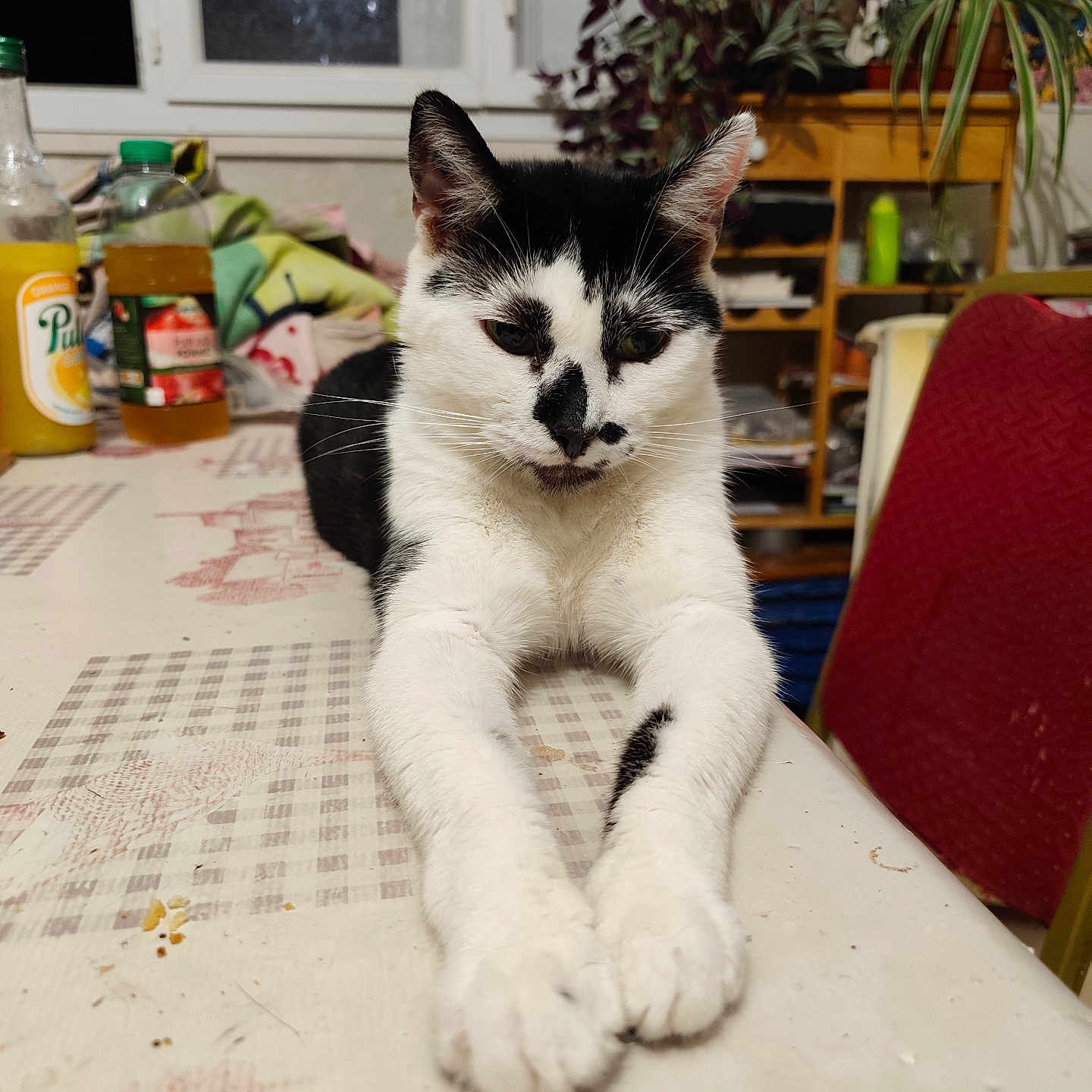 Oreo a rejoint le concours — aidez-le/la à gagner de superbes lots ! cat, black_and_white_cat, table, indoor, window, bottle, plant, chair, furniture, relaxed, pet, animal, domestic, household, front_legs, stretching, kitchen, dining_area, domestic_animal, resting