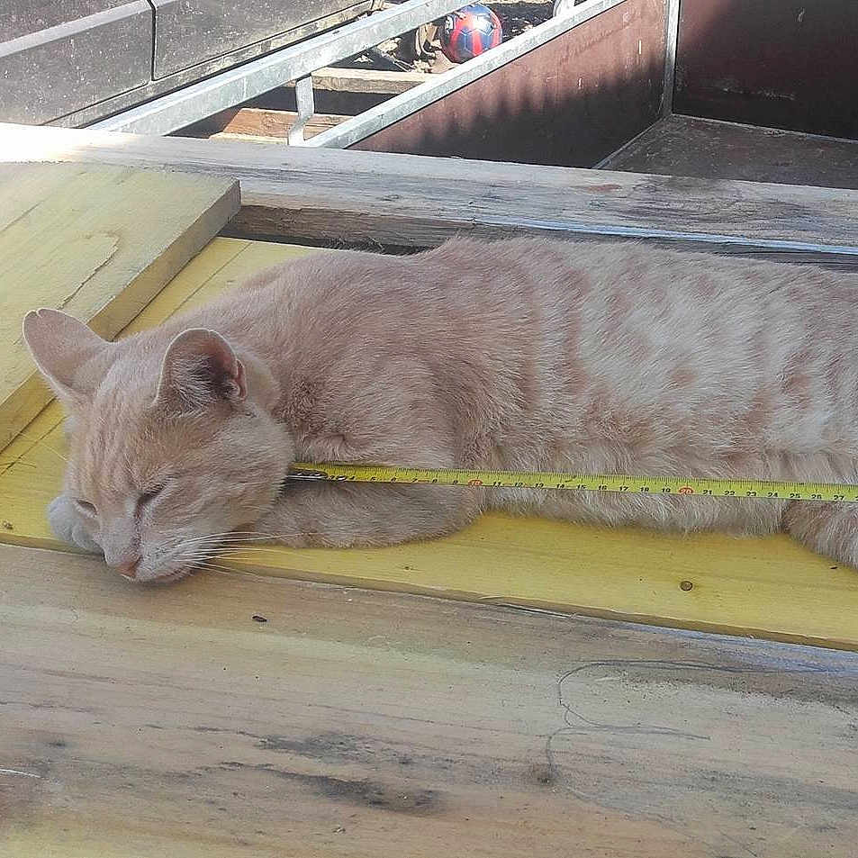 Kiki