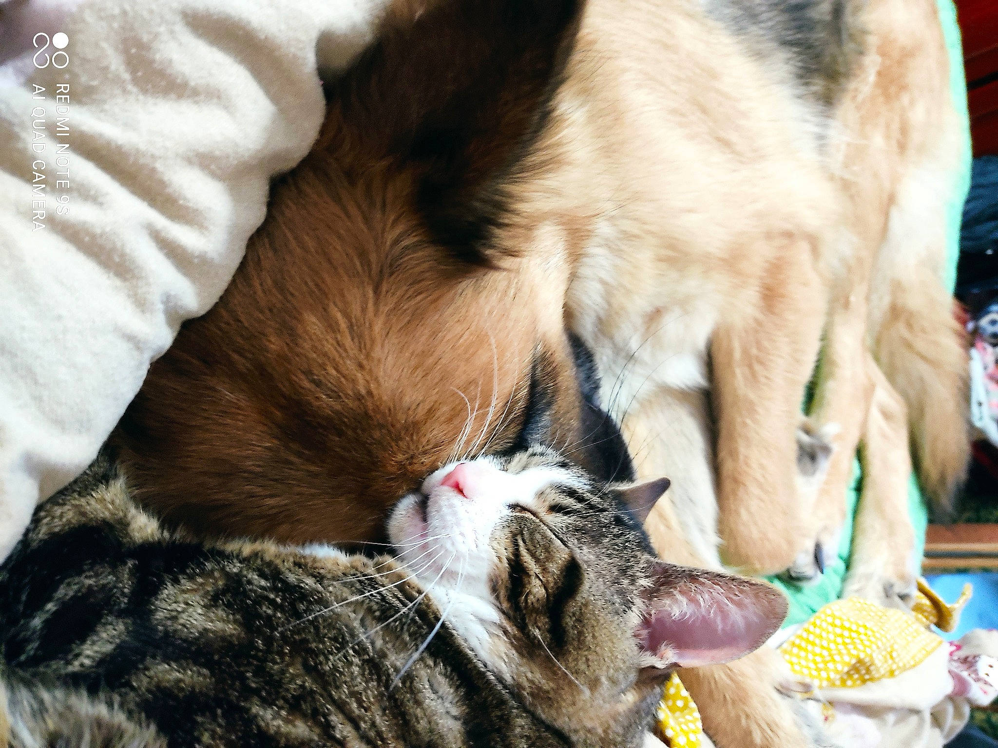 Choupy a rejoint le concours — aidez-le/la à gagner de superbes lots ! canidae, carnivore, cat, claw, collar, comfort, domestic_short_haired_cat, fawn, felidae, fur, grass, mammal, paw, small_to_medium_sized_cats, snout, sporting_group, tail, textile, vertebrate, whiskers