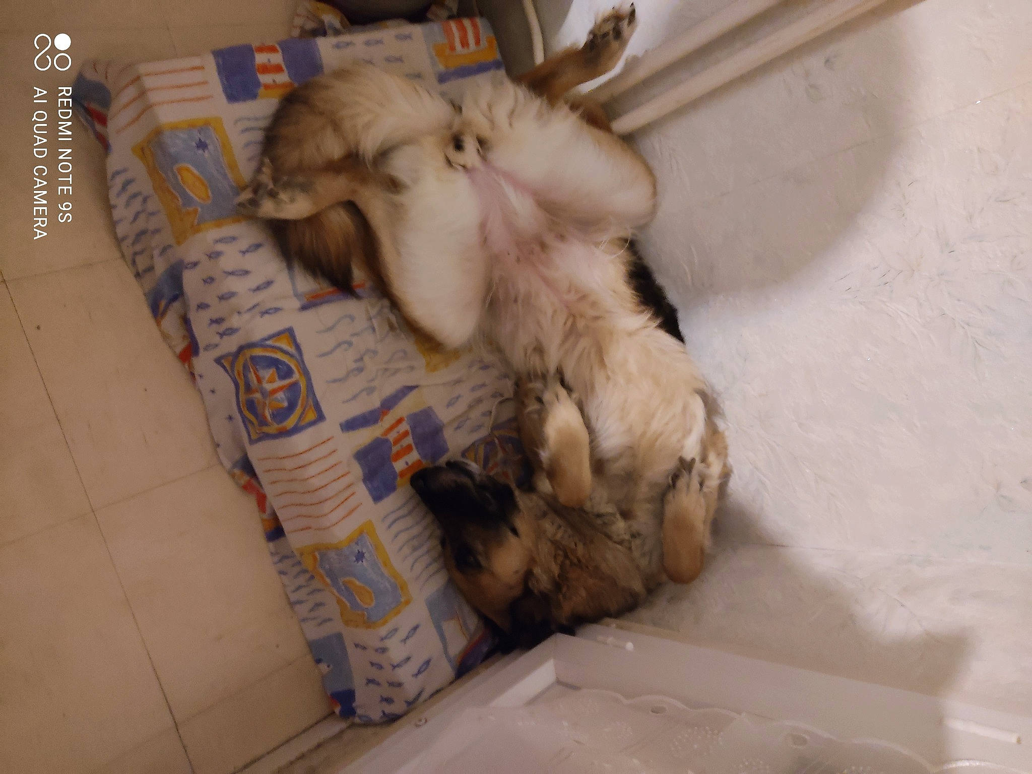 Choupy a rejoint le concours — aidez-le/la à gagner de superbes lots ! canidae, carnivore, comfort, companion_dog, dog, dog_breed, fawn, felidae, flooring, fur, nap, paw, publication, puppy, small_to_medium_sized_cats, sporting_group, working_animal