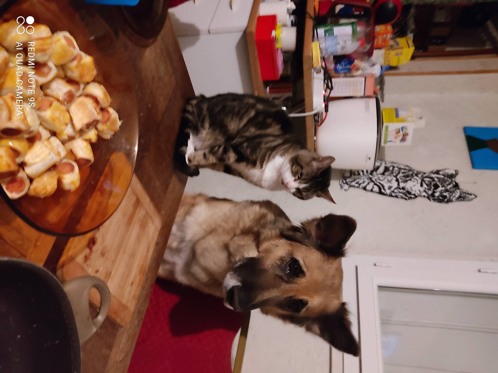 Choupy participe au concours pour gagner de l'argent avec cette photo : canidae, carnivore, cat, chair, comfort, companion_dog, cooking, dog, dog_breed, fawn, felidae, food, fur, recipe, small_to_medium_sized_cats, sporting_group, table, tableware, whiskers, wood