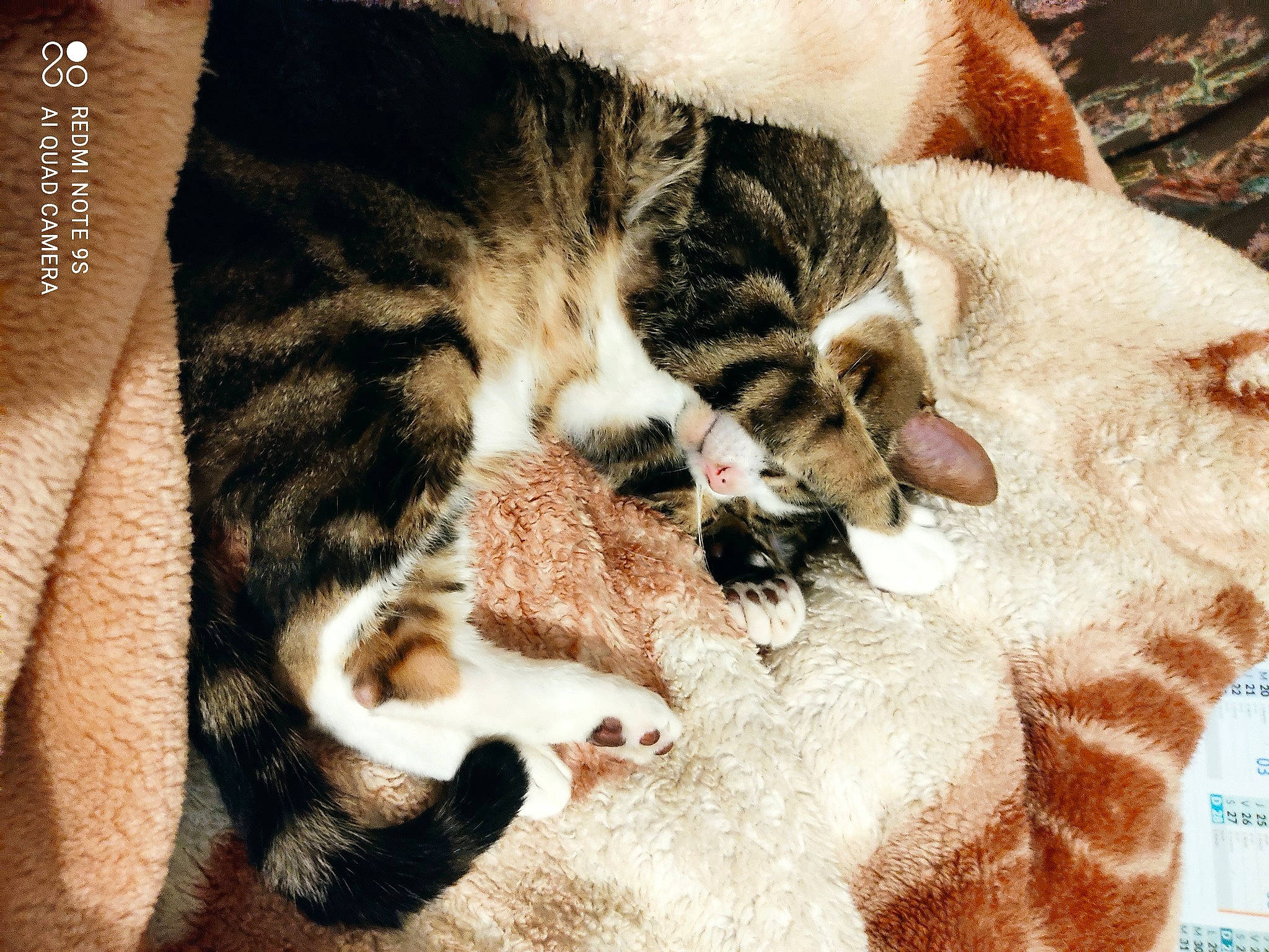 Fylou participe au concours pour gagner de l'argent avec cette photo : carnivore, cat, claw, comfort, domestic_short_haired_cat, fawn, felidae, fur, linens, nap, pattern, paw, small_to_medium_sized_cats, snout, tail, textile, vertebrate, whiskers, wildlife, wood