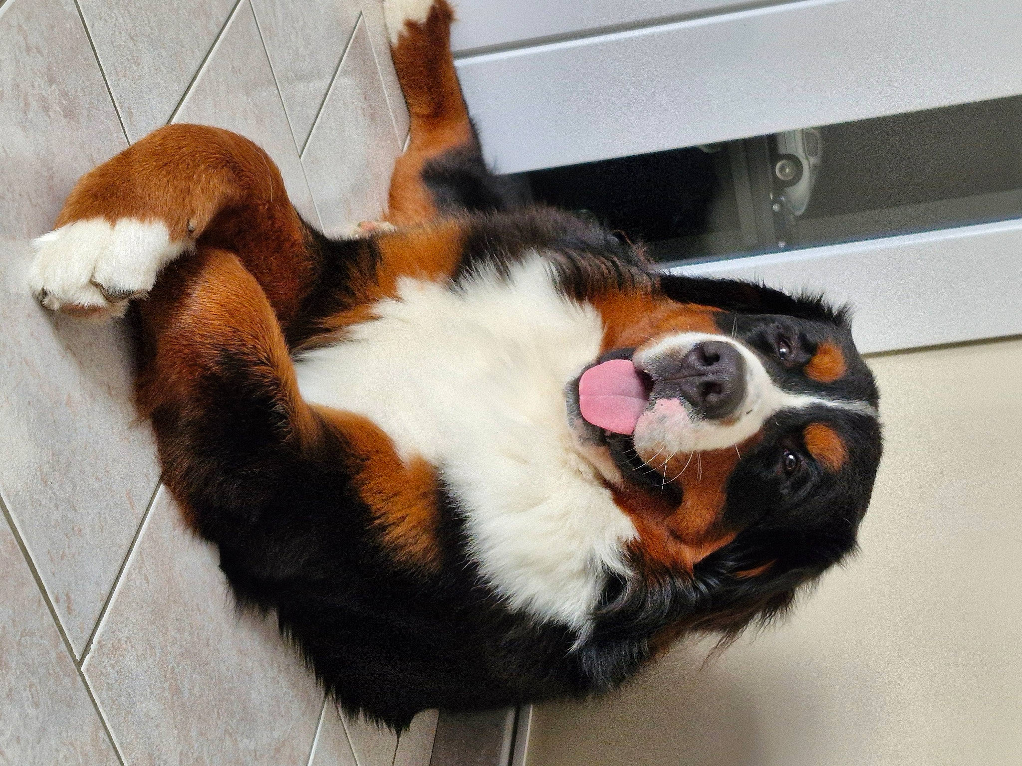 Uky a rejoint le concours — aidez-le/la à gagner de superbes lots ! bernese_mountain_dog, canidae, carnivore, claw, companion_dog, dog_breed, felidae, fur, natural_material, paw, snout, sporting_group, tail, terrestrial_animal, whiskers