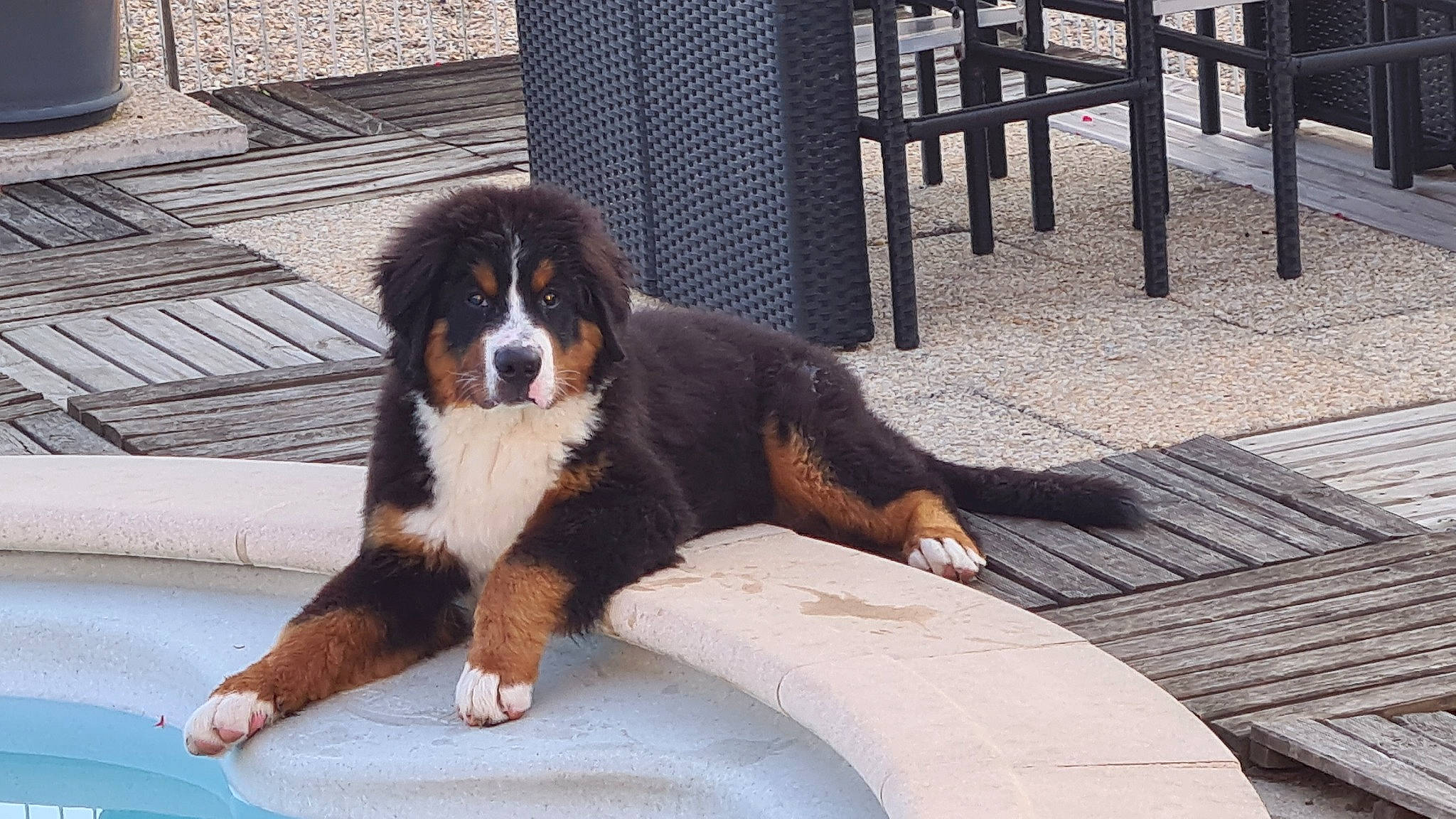 Uky a rejoint le concours — aidez-le/la à gagner de superbes lots ! bernese_mountain_dog, carnivore, companion_dog, dog, dog_breed, fur, snout, sporting_group, terrestrial_animal, working_dog