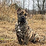 dog, brindle_dog, canine, pet, sitting, outdoors, forest, woodland, grass, dry_grass, nature, portrait, close_up, animal, short_coat, upright_ears, black_muzzle, brown_fur, alert, sunlight