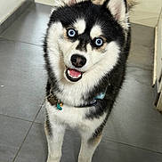 Vegas a rejoint le concours — aidez-le/la à gagner de superbes lots ! animal, black_and_white, blue_eyes, canine, collar, cute, dog, ears, floor, fluffy, fur, happy, husky, indoor, looking_up, pet, playful, smiling, standing, tail