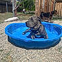 Tank is registered to the contest to win money with this photo: animal, backyard, blue_pool, canine, collar, daylight, dog, fence, grass, gravel, gray_dog, nature, outdoor, pet, relaxed, summer, sunny, two_dogs, water, wooden_fence