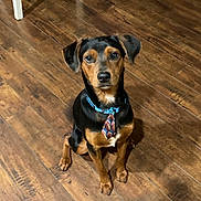 Tank joined the competition — help win amazing prizes! animal, black, brown, canine, collar, companion, cute, dog, domestic_animal, ears, flooring, fur, household, indoor, looking_up, pet, portrait, sitting, tie, wooden_floor