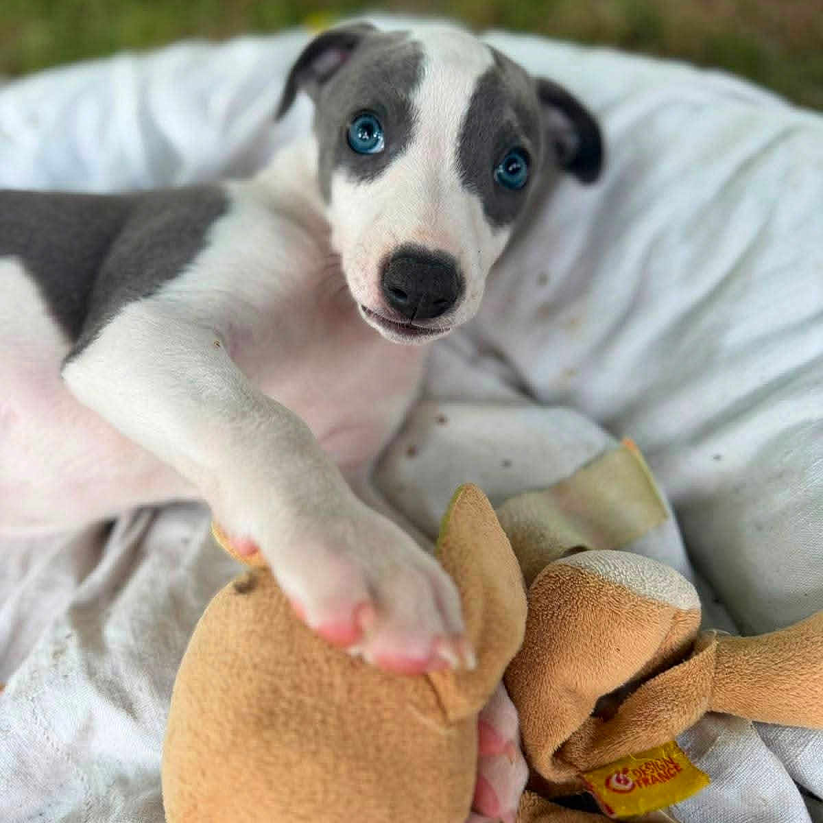 Sky a rejoint le concours — aidez-le/la à gagner de superbes lots ! puppy, dog, blue_eyes, white_blanket, plush_toy, paw, outdoor, grass, cute, pet, lying_down, soft_texture, playful, young_dog, animal, close_up, adorable, resting, toy, background_blur