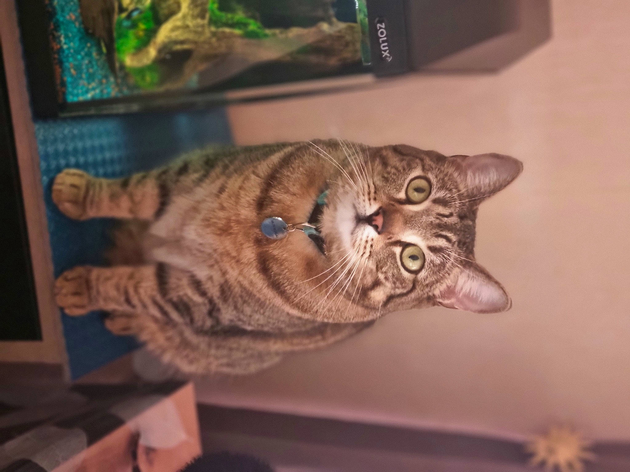 Neïko participe au concours pour gagner de l'argent avec cette photo : art, carnivore, cat, domestic_short_haired_cat, door, felidae, fur, metal, room, small_to_medium_sized_cats, snout, tail, terrestrial_animal, whiskers, window, wood