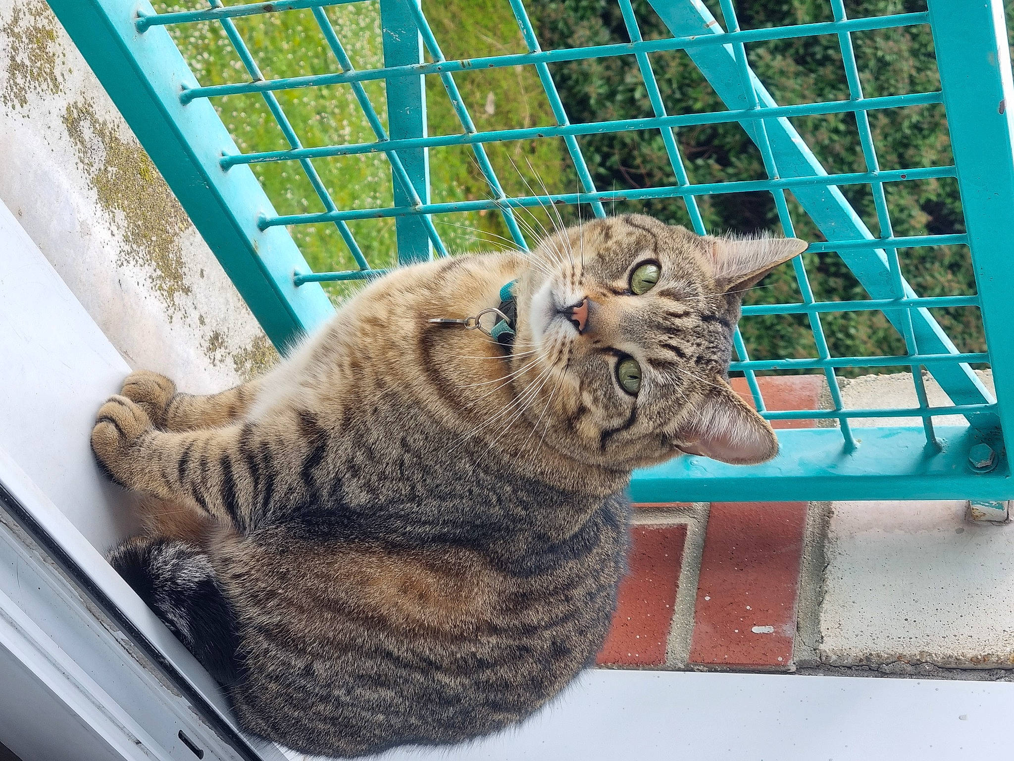 Neïko a rejoint le concours — aidez-le/la à gagner de superbes lots ! animal_shelter, blue, carnivore, cat, claw, domestic_short_haired_cat, eye, felidae, fur, mammal, paw, small_to_medium_sized_cats, snout, tail, terrestrial_animal, vertebrate, whiskers