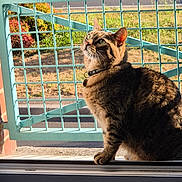 Neïko a rejoint le concours — aidez-le/la à gagner de superbes lots ! cat, tabby, pet, collar, window, sunlight, shadow, metal_gate, outdoor, greenery, grass, curious, animal, feline, domestic_cat, sitting, daylight, nature, closeup, portrait