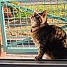 cat, tabby, pet, collar, window, sunlight, shadow, metal_gate, outdoor, greenery, grass, curious, animal, feline, domestic_cat, sitting, daylight, nature, closeup, portrait