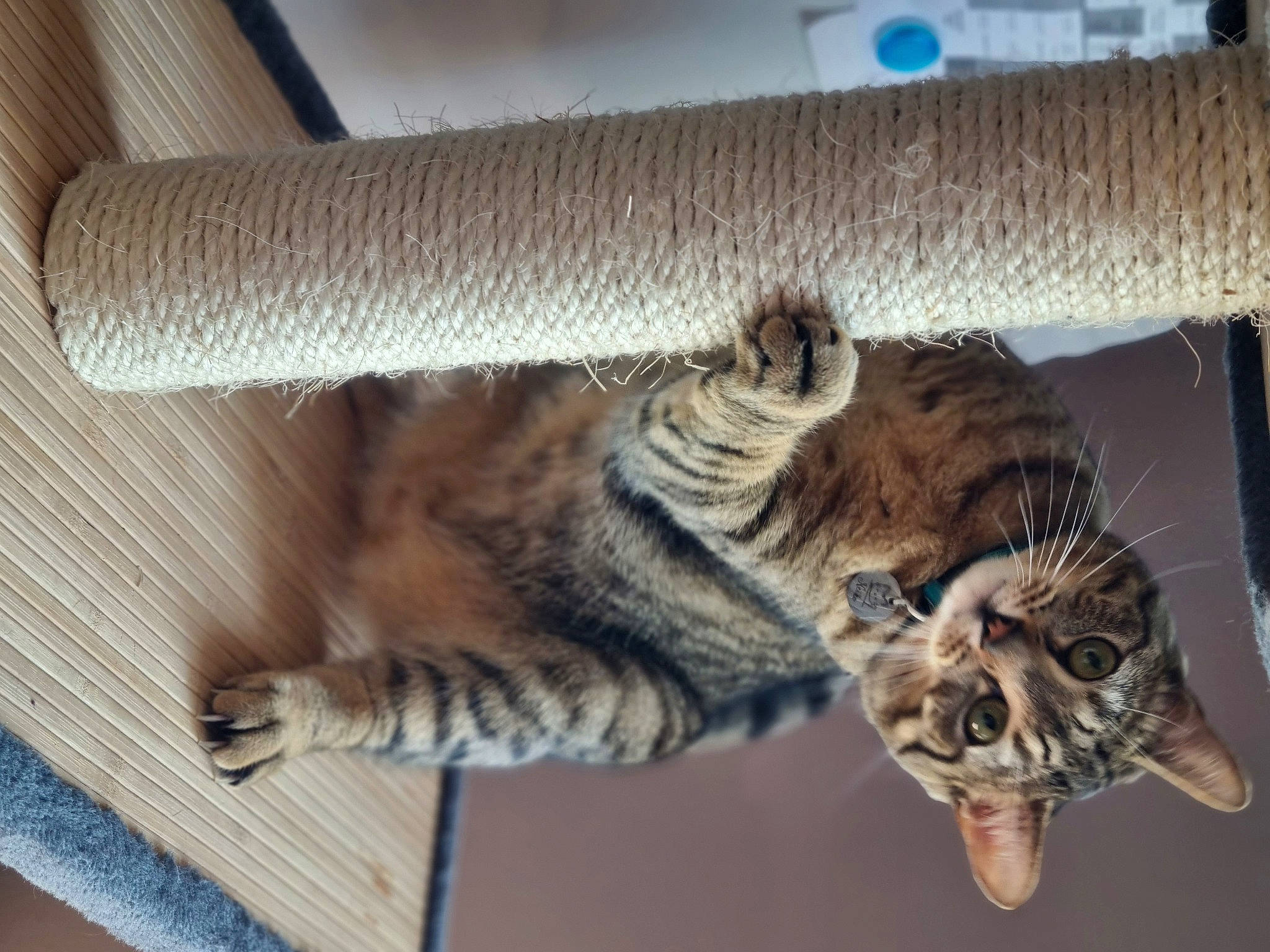 Neïko participe au concours pour gagner de l'argent avec cette photo : carnivore, cat, claw, comfort, domestic_short_haired_cat, felidae, flooring, fur, hardwood, metal, paw, small_to_medium_sized_cats, snout, tail, terrestrial_animal, water, whiskers, wood