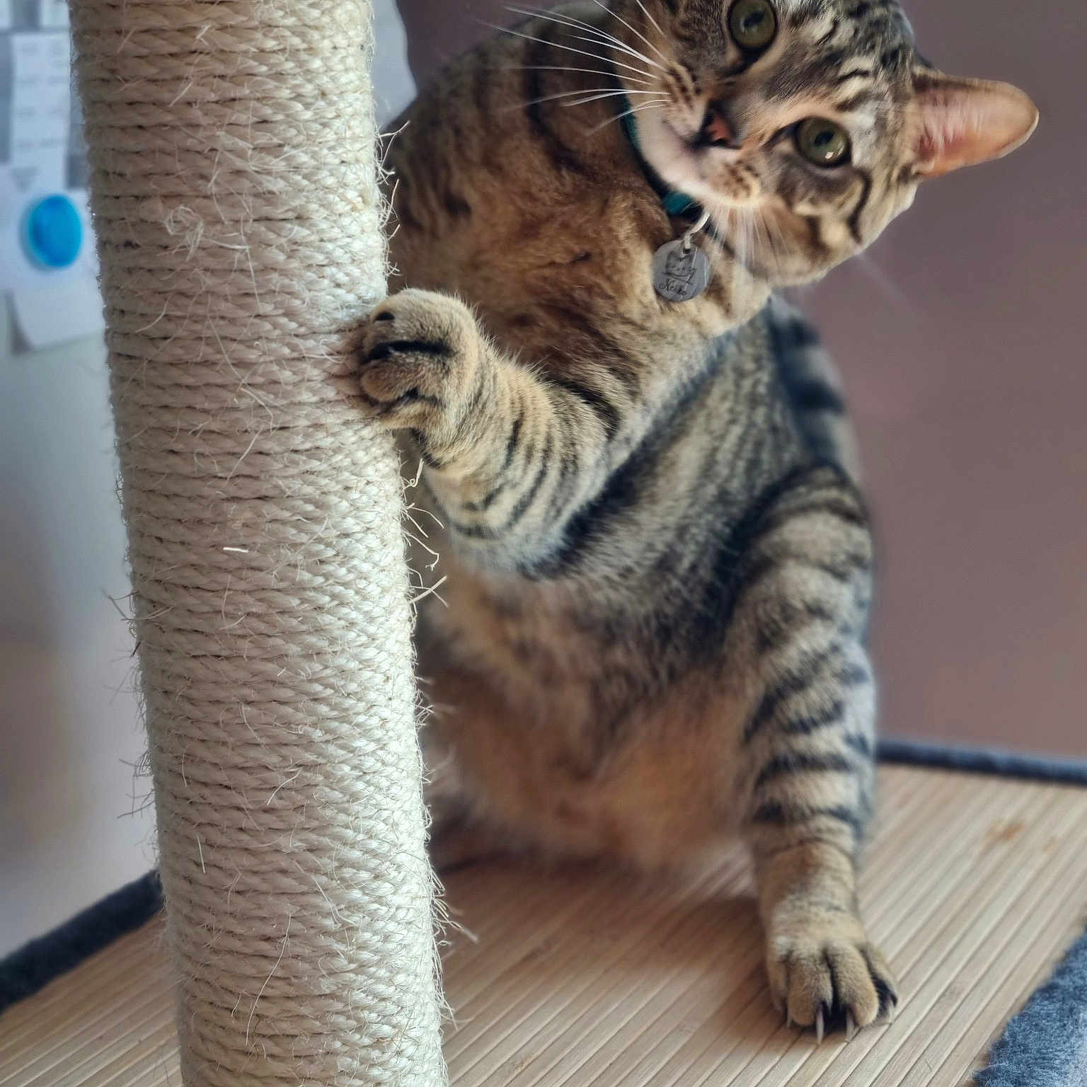 Neïko