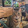 cat, tabby_cat, green_eyes, collar, blanket, gingerbread_pattern, cup, spoon, wooden_furniture, terrarium, plants, indoor, pet, curious, sitting, table, chair, home, cozy, decor