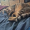 Neïko a rejoint le concours — aidez-le/la à gagner de superbes lots ! cat, tabby, pet, bed, blanket, furniture, dresser, mirror, indoor, relaxing, cute, animal, fur, curious, resting, domestic, striped, cozy, room, sleepy