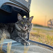 Gohan is registered to the contest to win money with this photo: cat, gray_cat, pet_carrier, outdoor, sunset, grass, animal, feline, green_eyes, fur, resting, closeup, nature, evening, soft_light, portrait, domestic_cat, relaxed, whiskers, ears