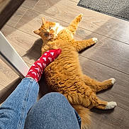 Rooky participe au concours pour gagner de l'argent avec cette photo : casual, cat, cozy, denim_jeans, fluffy, foot, heart_pattern, home, indoor, legs, orange_cat, pet, red_sock, relaxed, rug, shadow, shoes, sock, sunlight, wooden_floor