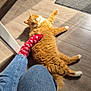casual, cat, cozy, denim_jeans, fluffy, foot, heart_pattern, home, indoor, legs, orange_cat, pet, red_sock, relaxed, rug, shadow, shoes, sock, sunlight, wooden_floor