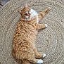 Rooky participe au concours pour gagner de l'argent avec cette photo : cat, cozy, curious_look, domestic_animal, feline, floor, fluffy_fur, home_interior, indoor, lying_down, orange_cat, pet, relaxed, round_rug, soft_texture, tail, tassels, whiskers, white_paws, woven_rug