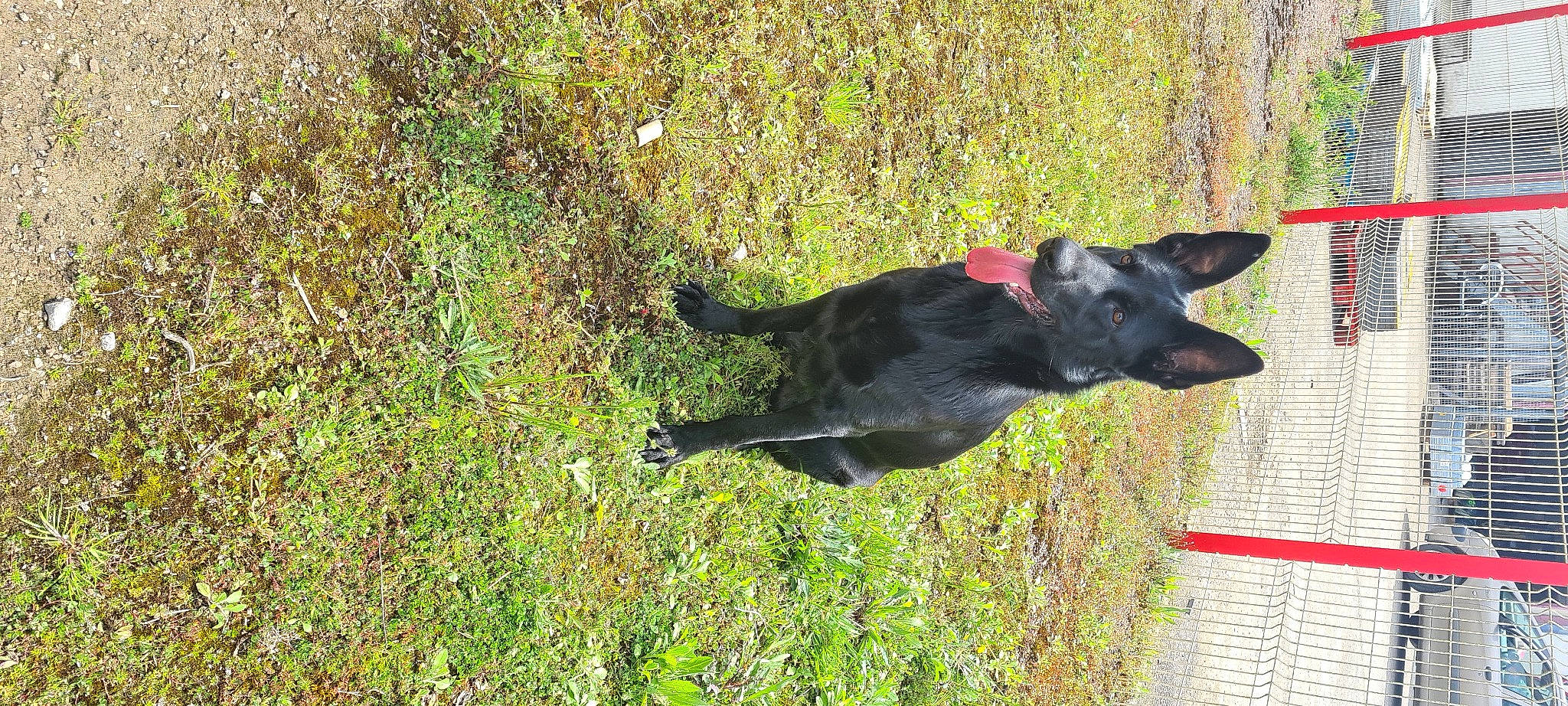 Tania a rejoint le concours — aidez-le/la à gagner de superbes lots ! borador, canidae, carnivore, collar, companion_dog, dog, dog_breed, dog_collar, dog_supply, grass, groundcover, guard_dog, non_sporting_group, plant, shadow, snout, sporting_group, tail, working_animal, working_dog