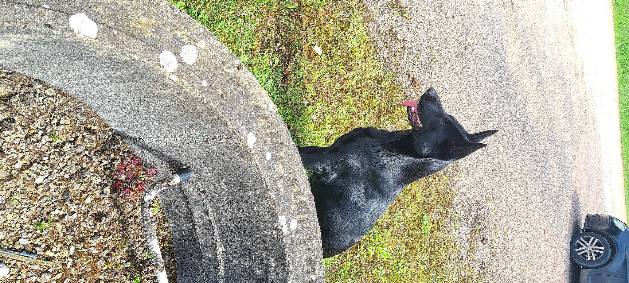 Tania a rejoint le concours — aidez-le/la à gagner de superbes lots ! art, asphalt, automotive_tire, automotive_wheel_system, canidae, carnivore, collar, dog, dog_breed, grass, plant, road_surface, sculpture, shadow, snout, sporting_group, tail, tree, trunk, working_animal