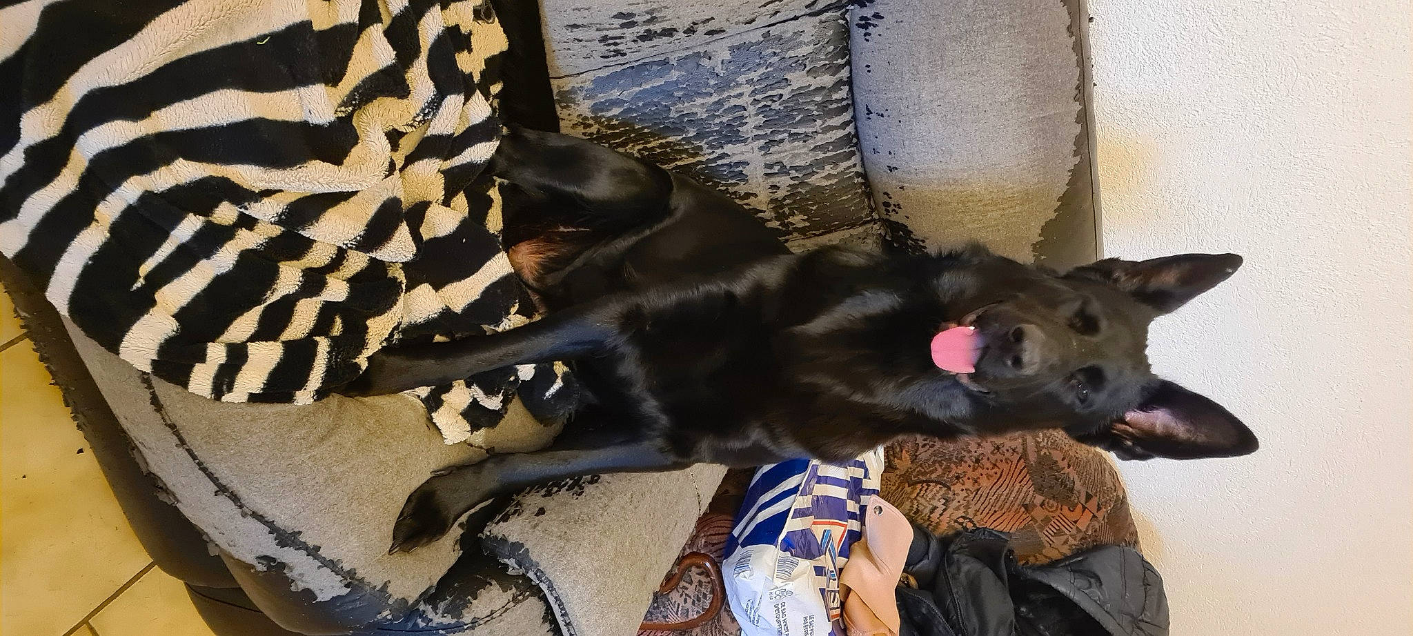 Tania a rejoint le concours — aidez-le/la à gagner de superbes lots ! backpack, bag, canidae, carnivore, comfort, companion_dog, couch, dog, dog_breed, dog_supply, fawn, felidae, fur, linens, luggage_and_bags, nap, small_to_medium_sized_cats, sporting_group, tail, working_animal