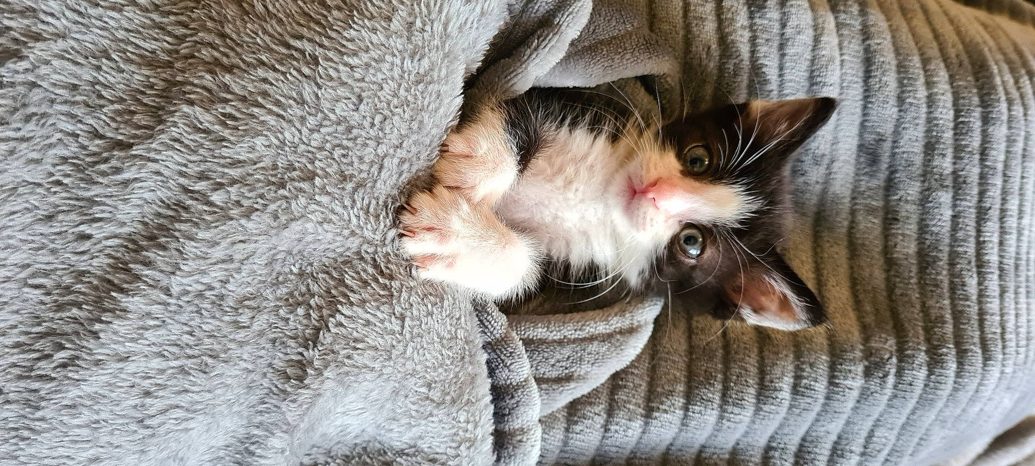 Loulou participe au concours pour gagner de l'argent avec cette photo : carnivore, cat, claw, close_up, comfort, domestic_short_haired_cat, ear, felidae, fur, gesture, mammal, paw, small_to_medium_sized_cats, snout, tail, tree, vertebrate, whiskers