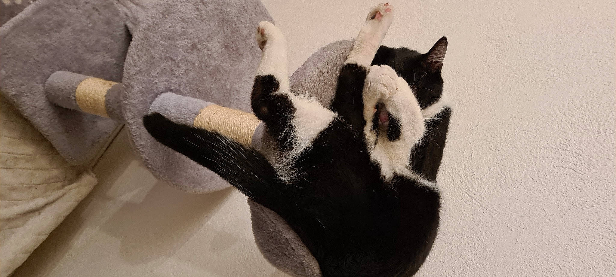 Loulou participe au concours pour gagner de l'argent avec cette photo : carnivore, cat, claw, comfort, dog_breed, ear, eye, felidae, foot, fur, mammal, natural_material, paw, small_to_medium_sized_cats, snout, tail, terrestrial_animal, whiskers, wildlife