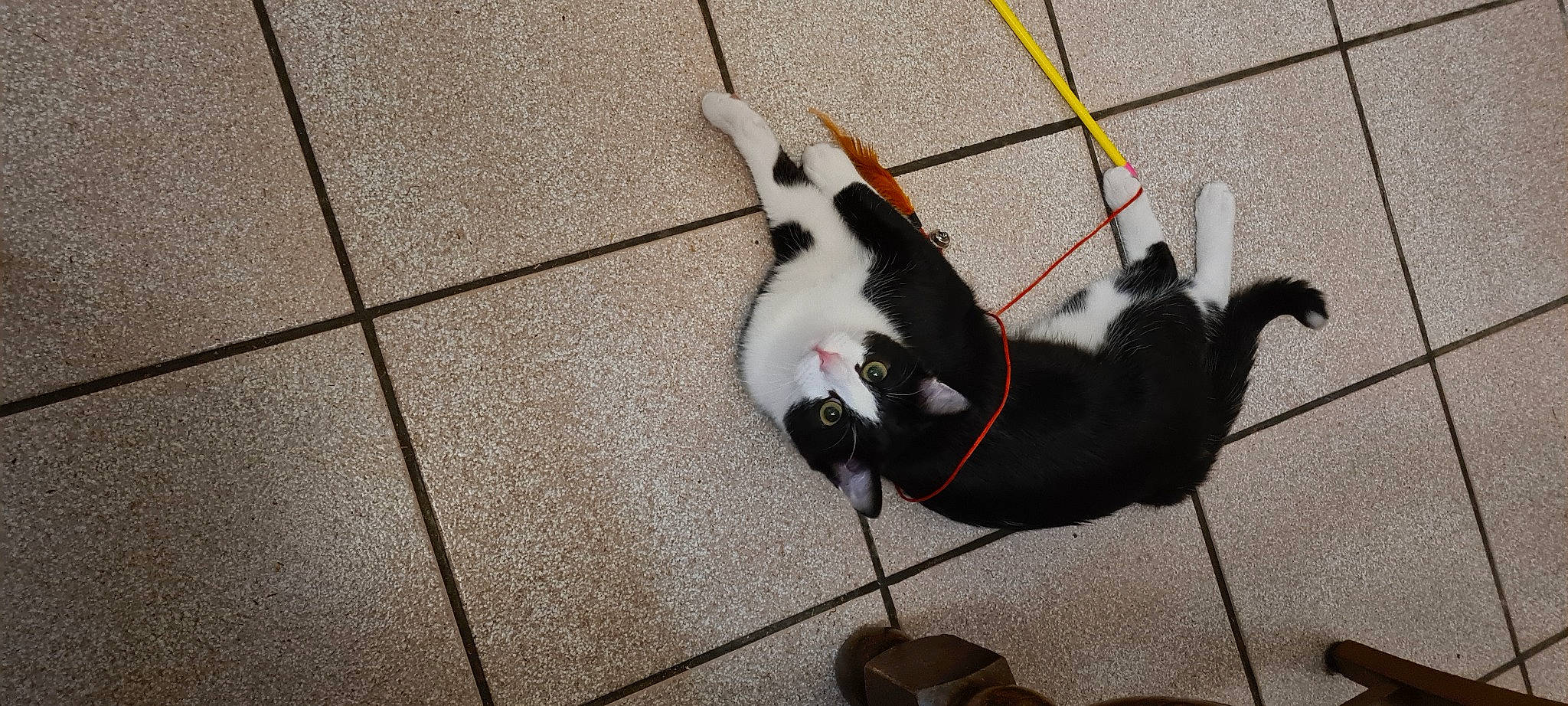 Loulou a rejoint le concours — aidez-le/la à gagner de superbes lots ! carnivore, cat, collar, companion_dog, dog_breed, domestic_short_haired_cat, fashion_accessory, fawn, felidae, floor, flooring, fur, leash, pet_supply, road_surface, shadow, small_to_medium_sized_cats, tail, whiskers, wood