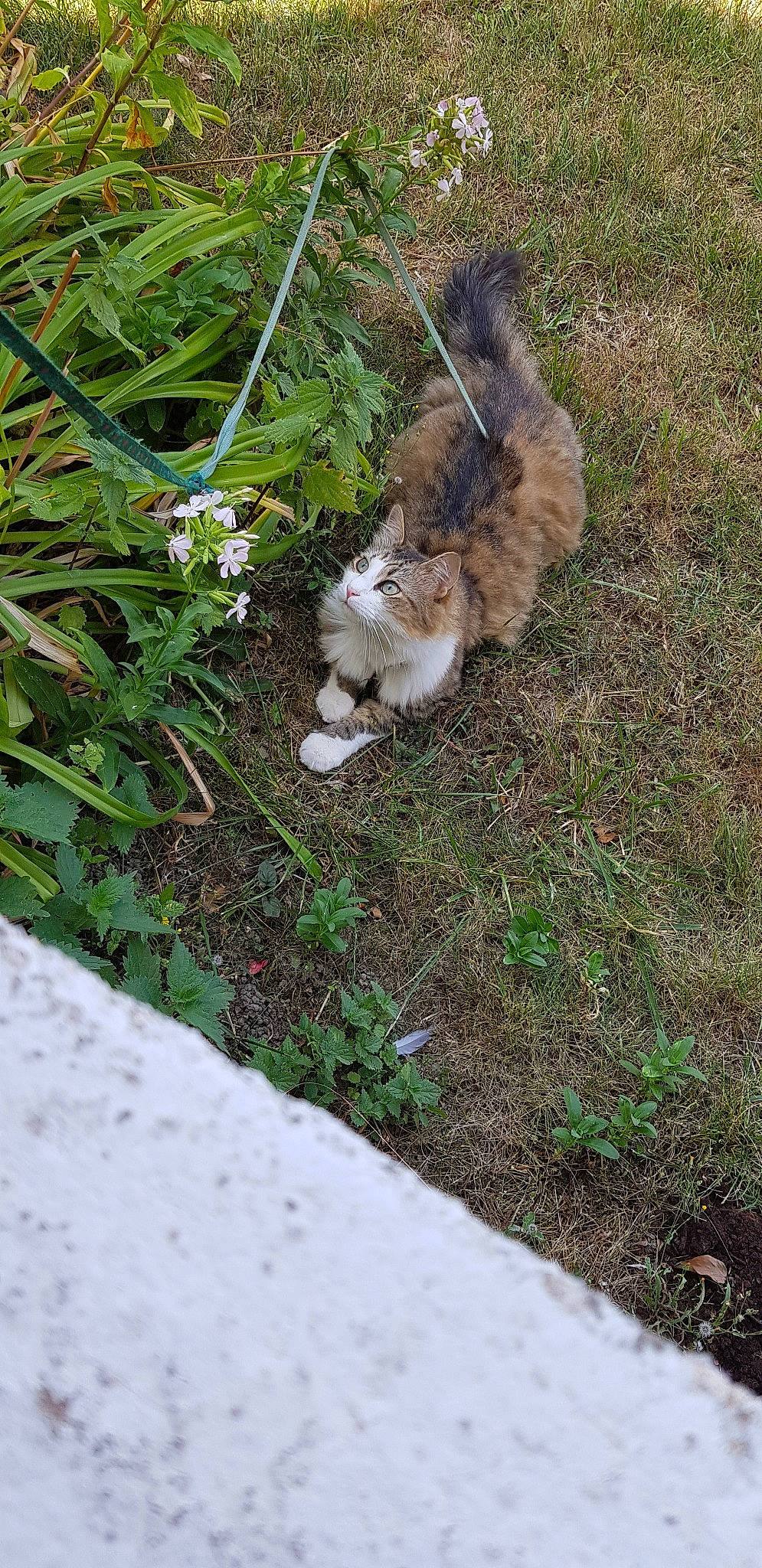 Pompon a rejoint le concours — aidez-le/la à gagner de superbes lots ! carnivore, cat, european_shorthair, felidae, grass, grass_family, kitten, lawn, plant, polydactyl_cat, small_to_medium_sized_cats, tail