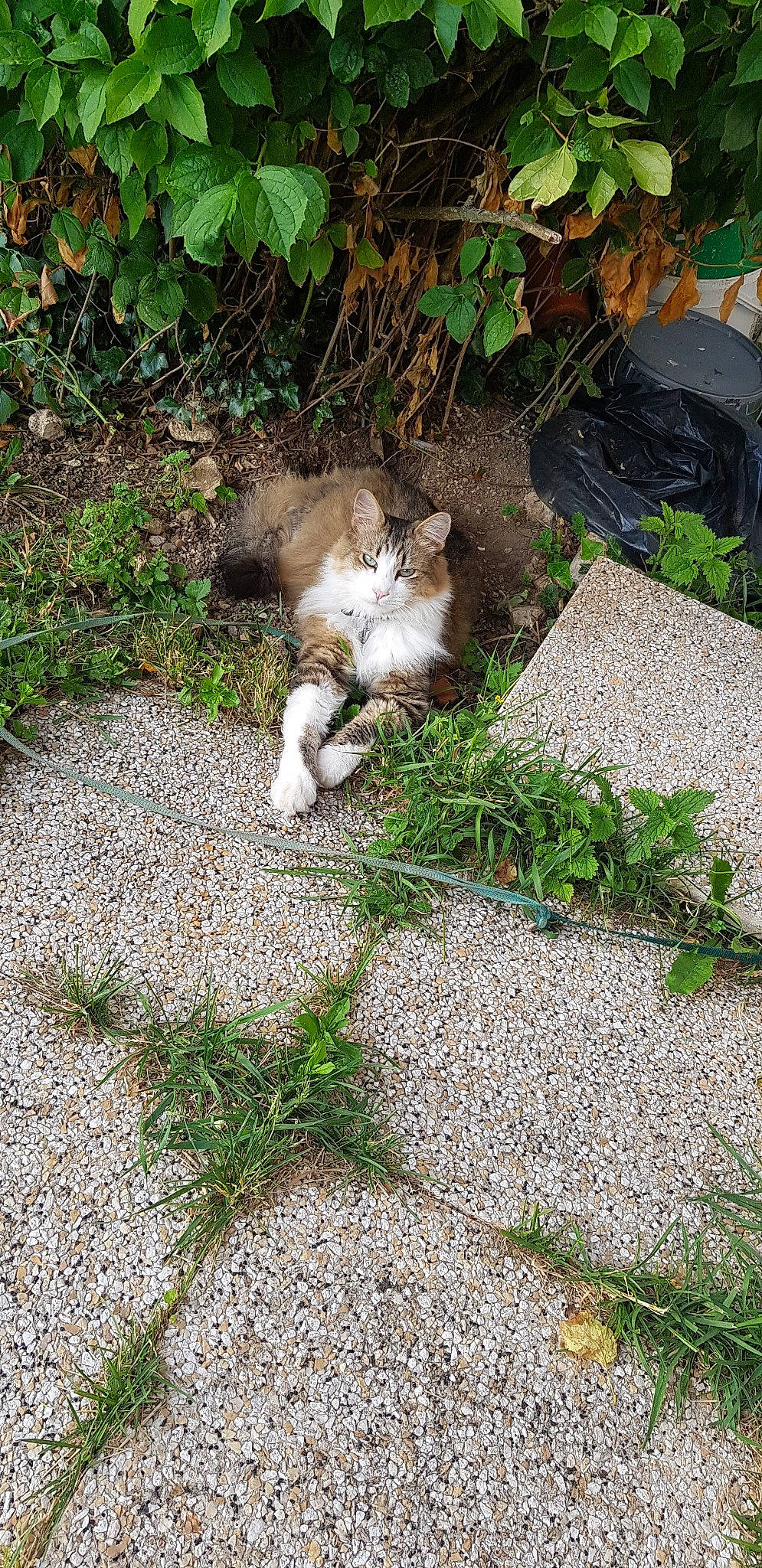 Pompon a rejoint le concours — aidez-le/la à gagner de superbes lots ! canidae, carnivore, cat, felidae, grass, plant, polydactyl_cat, small_to_medium_sized_cats, tail