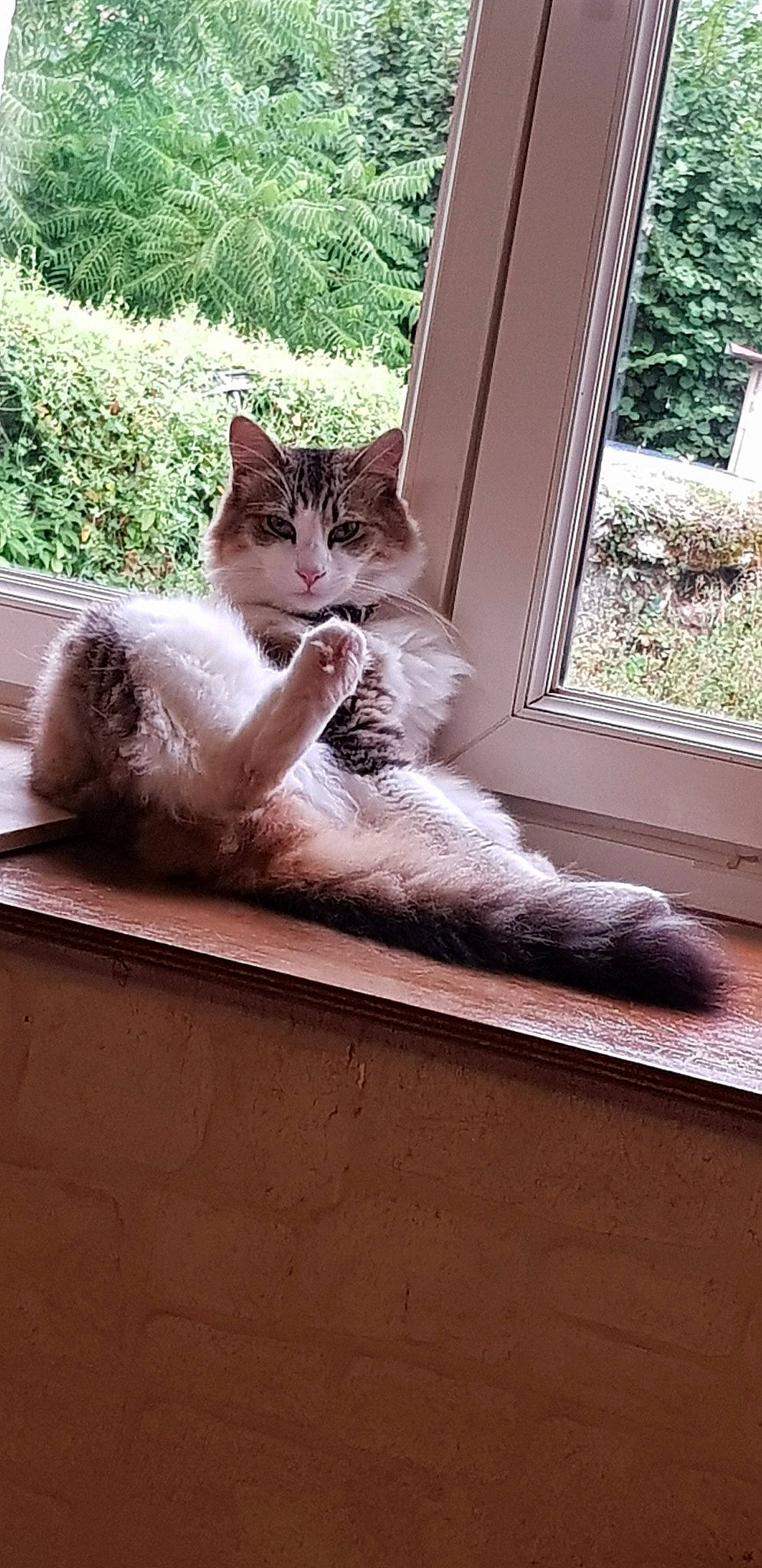 Pompon a rejoint le concours — aidez-le/la à gagner de superbes lots ! aegean_cat, asian, british_longhair, british_semi_longhair, carnivore, cat, domestic_long_haired_cat, domestic_short_haired_cat, european_shorthair, felidae, kitten, norwegian_forest_cat, polydactyl_cat, ragamuffin, siberian, small_to_medium_sized_cats, tail, whiskers, window