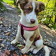 Aria a rejoint le concours — aidez-le/la à gagner de superbes lots ! puppy, dog, outdoor, forest, path, leaves, rocks, harness, sitting, brown, white, cute, nature, sunlight, animal, young, pet, fur, ears, curious