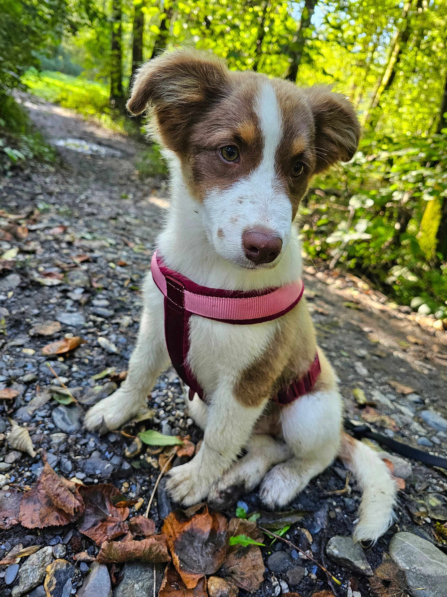 Aria a rejoint le concours — aidez-le/la à gagner de superbes lots ! puppy, dog, outdoor, forest, path, leaves, rocks, harness, sitting, brown, white, cute, nature, sunlight, animal, young, pet, fur, ears, curious