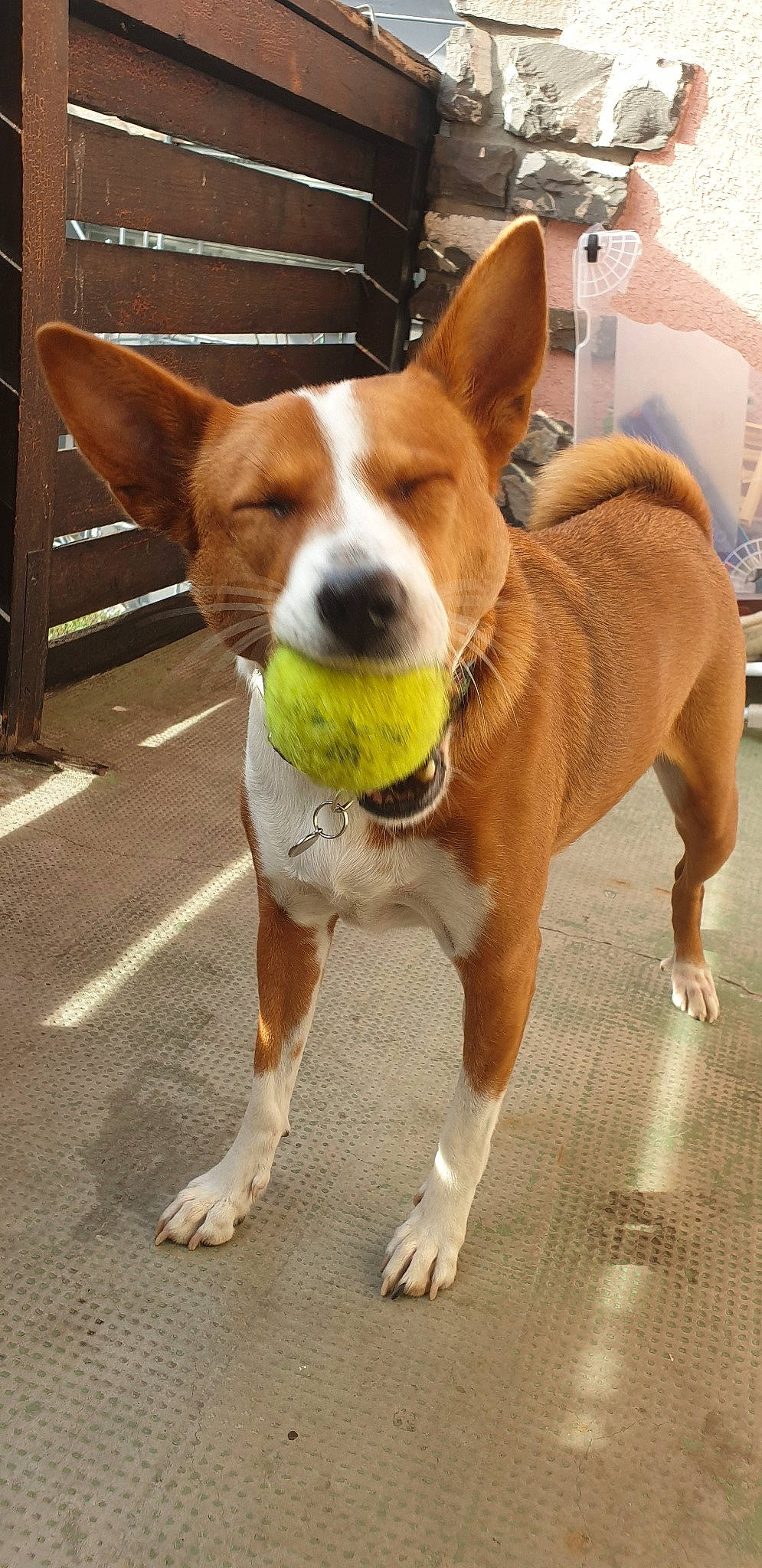 Pistache a rejoint le concours — aidez-le/la à gagner de superbes lots ! ancient_dog_breeds, basenji, canidae, cardigan_welsh_corgi, carnivore, carolina_dog, companion_dog, corgi_chihuahua, dog, dog_breed, fawn, hound, hunting_dog, mammal, pembroke_welsh_corgi, rare_breed_dog, snout, sporting_group, vertebrate, welsh_corgi