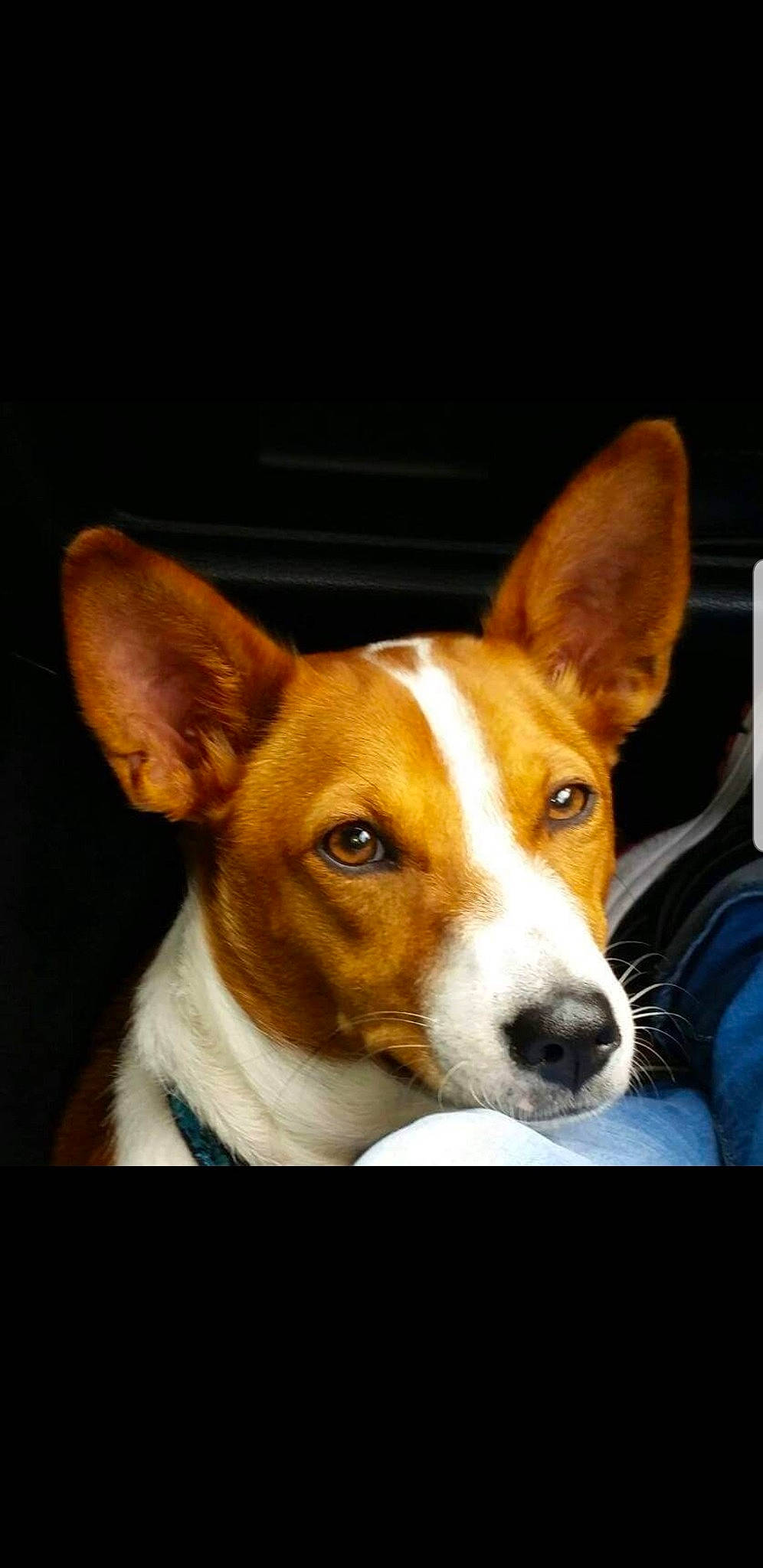 Pistache a rejoint le concours — aidez-le/la à gagner de superbes lots ! basenji, canidae, carnivore, companion_dog, dog, dog_breed, ear, feist, hound, ibizan_hound, irishjacks, mammal, miniature_fox_terrier, rat_terrier, snout, teddy_roosevelt_terrier, tenterfield_terrier, vertebrate, welsh_corgi, whiskers