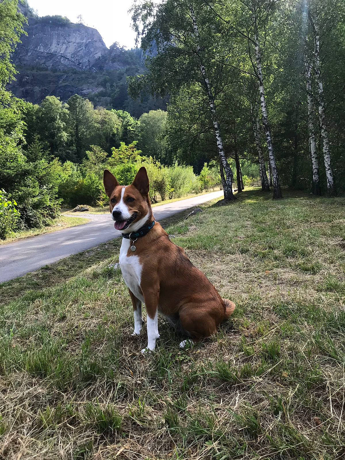 Pistache participe au concours pour gagner de l'argent avec cette photo : adventure, boxer, canidae, carnivore, companion_dog, dog, dog_breed, dog_walking, fawn, grass, mammal, mountain, plant, sporting_group, tail, tree, walking, working_dog