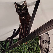 Naya participe au concours pour gagner de l'argent avec cette photo : black_cat, wide_eyes, balancing, beam, green_wall, plants, hanging_light, portrait, mustache, black_and_white, curious, indoor, artistic, quirky, surprised_expression, feline, pet, ceiling, wooden_beam, decor