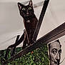 black_cat, wide_eyes, balancing, beam, green_wall, plants, hanging_light, portrait, mustache, black_and_white, curious, indoor, artistic, quirky, surprised_expression, feline, pet, ceiling, wooden_beam, decor
