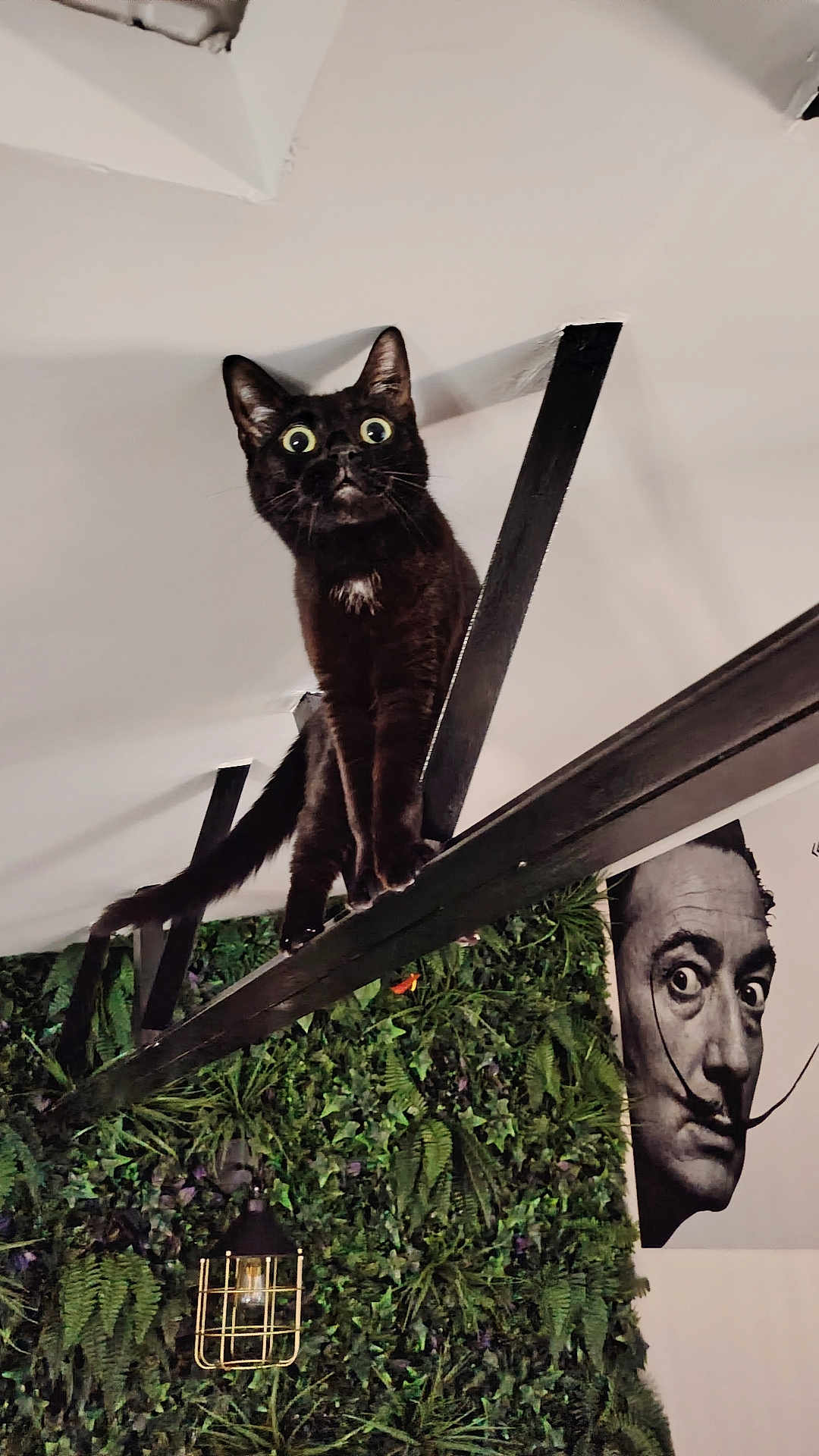 Naya participe au concours pour gagner de l'argent avec cette photo : black_cat, wide_eyes, balancing, beam, green_wall, plants, hanging_light, portrait, mustache, black_and_white, curious, indoor, artistic, quirky, surprised_expression, feline, pet, ceiling, wooden_beam, decor