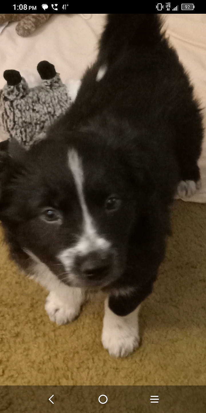 Shep is registered to the contest to win money with this photo: borador, border_collie, bored, canidae, carnivore, companion_dog, dog, dog_breed, fur, gun_dog, herding_dog, snout, sporting_group, terrestrial_animal, whiskers, working_animal, working_dog