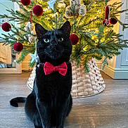 Sid is registered to the contest to win money with this photo: black_cat, cat, bow_tie, christmas_tree, ornaments, red_ornaments, plush_toy, teddy_bear, holiday, indoor, flooring, decorations, festive, pets, animal, feline, green_eyes, wicker_tree_skirt, lighting, seasonal