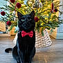 animal, black_cat, bow_tie, cat, christmas_tree, decorations, feline, festive, flooring, green_eyes, holiday, indoor, lighting, ornaments, pets, plush_toy, red_ornaments, seasonal, teddy_bear, wicker_tree_skirt