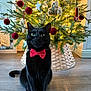 Sid joined the competition — help win amazing prizes! black_cat, cat, bow_tie, christmas_tree, christmas_lights, ornaments, red_baubles, teddy_bear_ornaments, wooden_floor, indoor, holiday_decor, festive, pet, sitting, domestic_animal, decoration, holiday, celebration, cute, animal