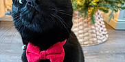 Sid joined the competition — help win amazing prizes! cat, black_cat, red_bow_tie, christmas_tree, christmas_lights, ornaments, holiday, indoor, floor, wood_floor, decorations, teddy_bear, pet, curious, close_up, feline, festive, cute, domestic_animal, celebration