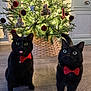 Sid joined the competition — help win amazing prizes! black_cat, cat, pets, christmas_tree, holiday_decor, red_bow_tie, indoor, flooring, curious, playful, festive, decorations, lights, tree_skirt, wooden_floor, cute_animals, domestic_cat, two_cats, tongue_out, wide_eyes